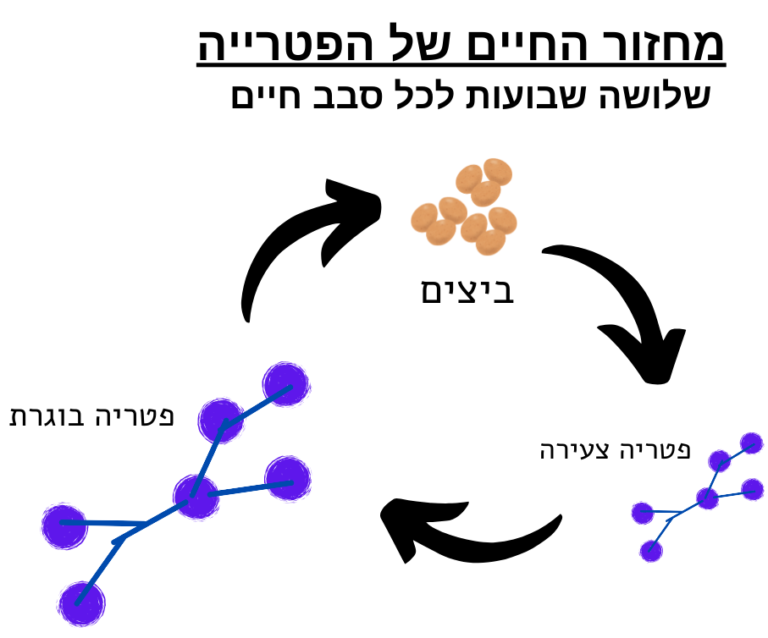 פטריות על העור